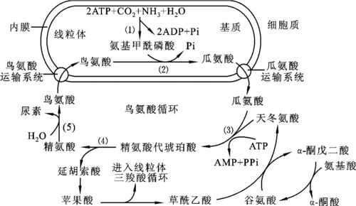 体内代谢氨反应过程（体内代谢氨反应过程图解）-图1