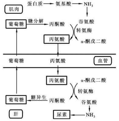 体内代谢氨反应过程（体内代谢氨反应过程图解）-图3