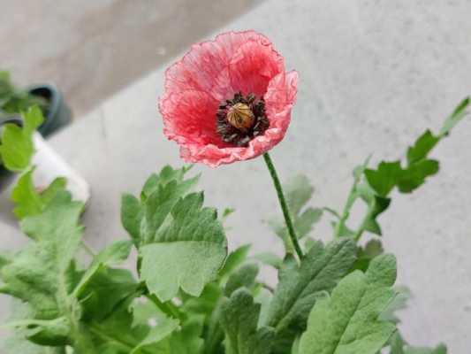 虞美人开花过程（虞美人开完花会死吗）-图3