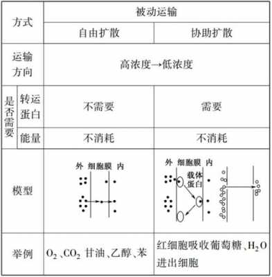 什么过程依赖受体（依赖载体蛋白的被动运输比自由扩散快）-图3