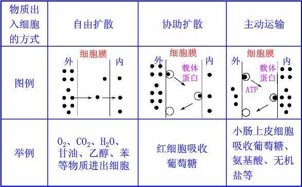 什么过程依赖受体（依赖载体蛋白的被动运输比自由扩散快）-图1