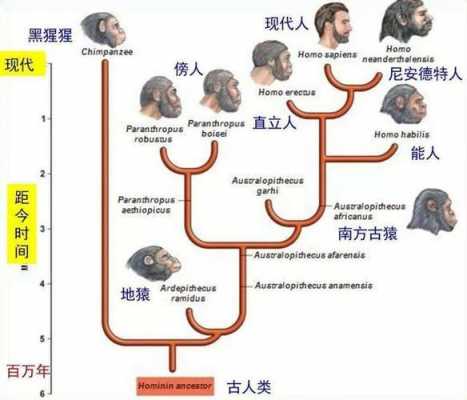 人类分化的过程图片（人类的划分）-图3