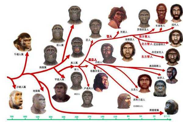 人类分化的过程图片（人类的划分）-图2