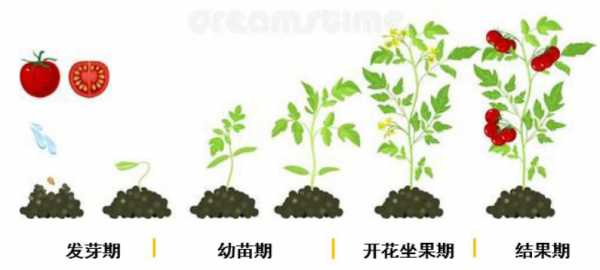 番茄生育过程（番茄的生育过程分为哪几个时期）-图1