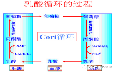 乳酸排出过程（乳酸排出过程图片）-图3