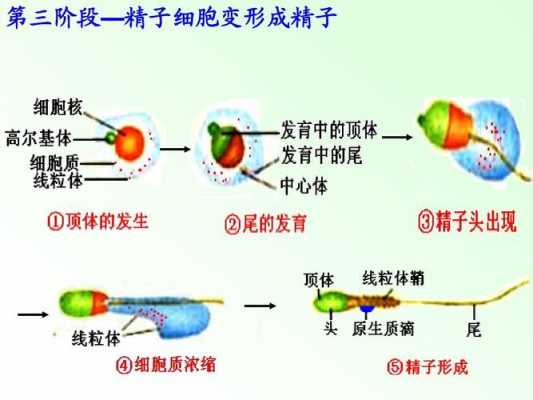 细胞变为精子过程（精细胞的变形过程）-图3