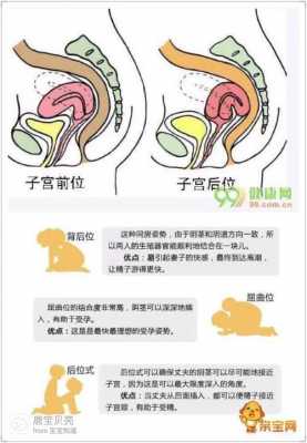 后位子宫受孕过程（后位子宫受孕过程图）-图1