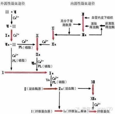 凝血过程停止（凝血过程停止的标志是）-图3