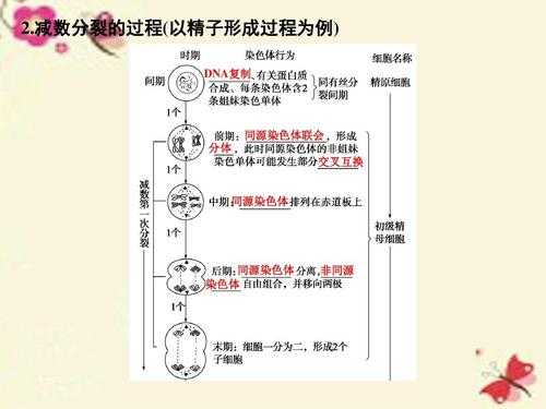 关于描述精子形成过程的信息-图2