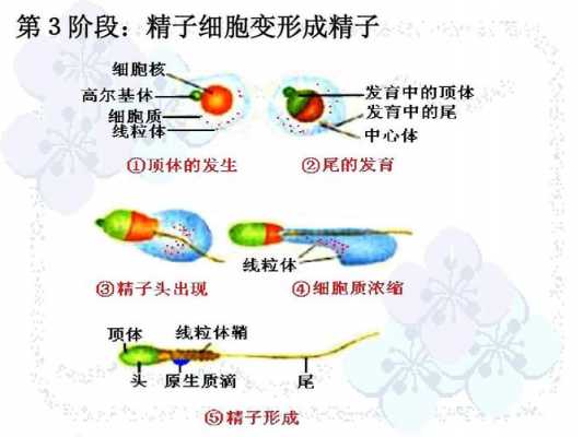 精子生长过程的简单介绍-图3