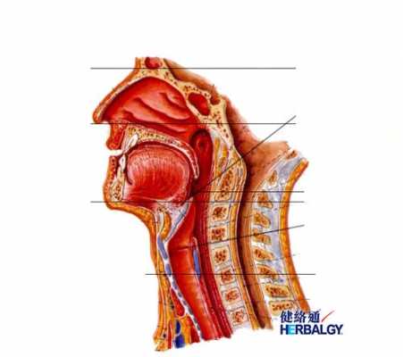 咽喉活动过程（咽喉活动过程中疼痛）-图2