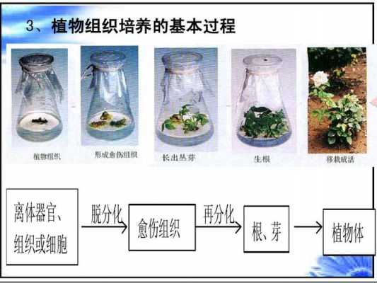 植物组培的过程（植物组培的过程包括）-图1