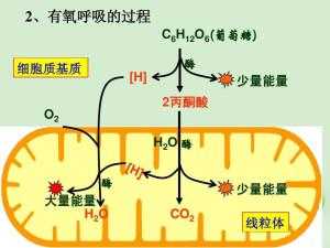 细胞氧化的基本过程（细胞氧化分为哪几个阶段）-图3