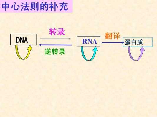 DNA和RNA制片过程（dna指导rna合成过程）-图2