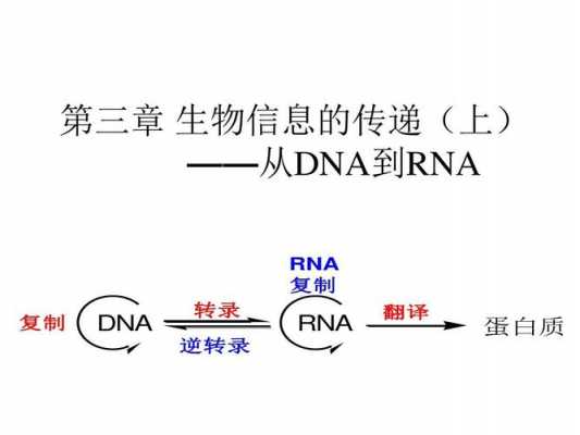 DNA和RNA制片过程（dna指导rna合成过程）-图1