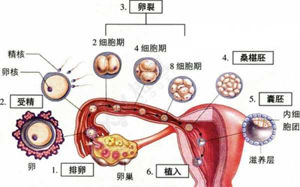 卵子发生过程（受精卵着床的过程）-图3