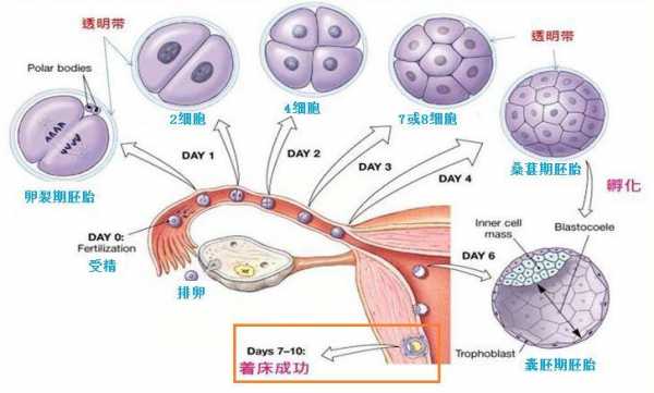 卵子发生过程（受精卵着床的过程）-图1