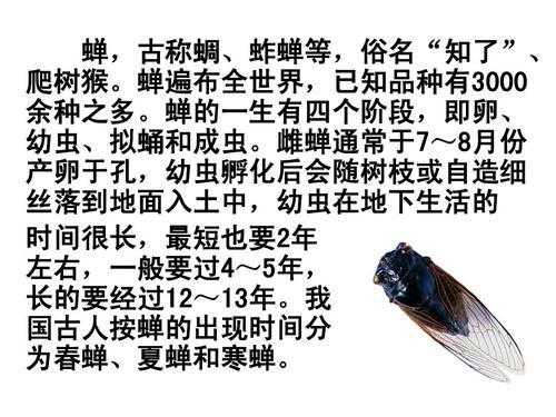 蝉产卵成虫的过程（蝉从产卵到成虫的生长过程表）-图3