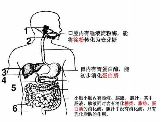 馒头的消化过程图（馒头的消化是从哪里开始的）-图1