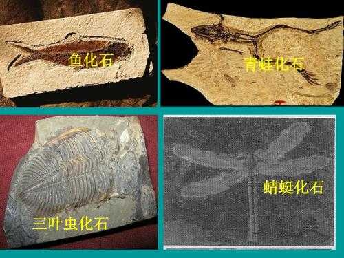 化石的形成过程（化石的形成过程一般有 种方式）-图2