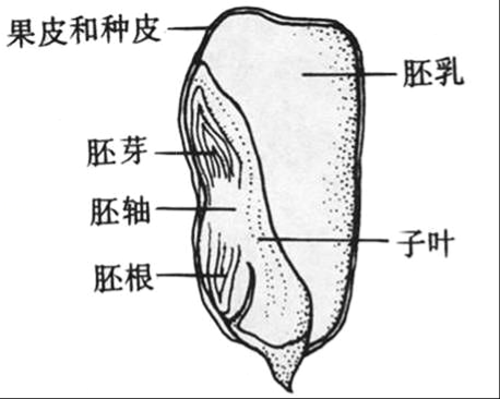 种子解析过程（种子解析失败是什么原因）-图2