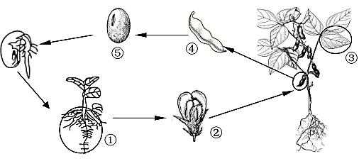 种子解析过程（种子解析失败是什么原因）-图3