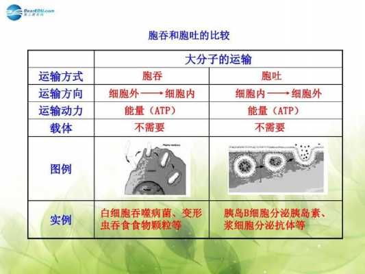 胞吞胞吐过程意义（胞吞胞吐过程的共同点）-图1