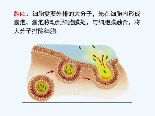 胞吞胞吐过程意义（胞吞胞吐过程的共同点）-图3