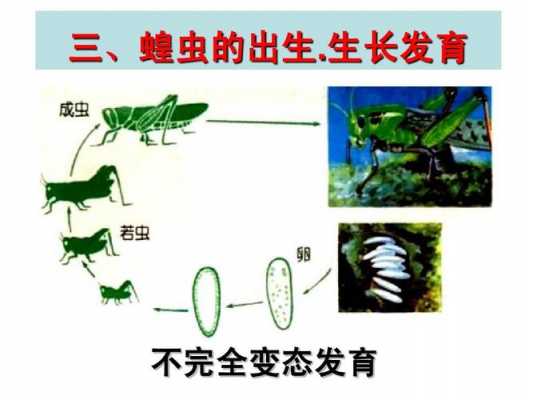 蝗虫发育过程解释（蝗虫的发育过程属于什么）-图2