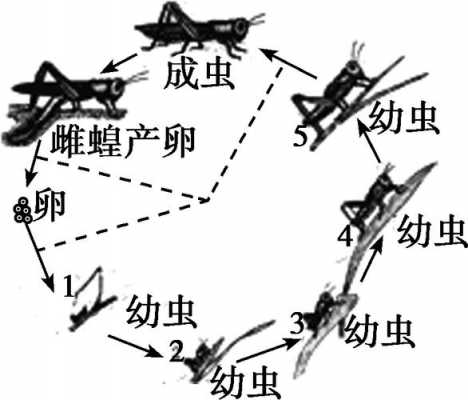 蝗虫发育过程解释（蝗虫的发育过程属于什么）-图1