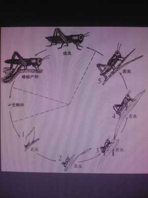 蝗虫发育过程解释（蝗虫的发育过程属于什么）-图3