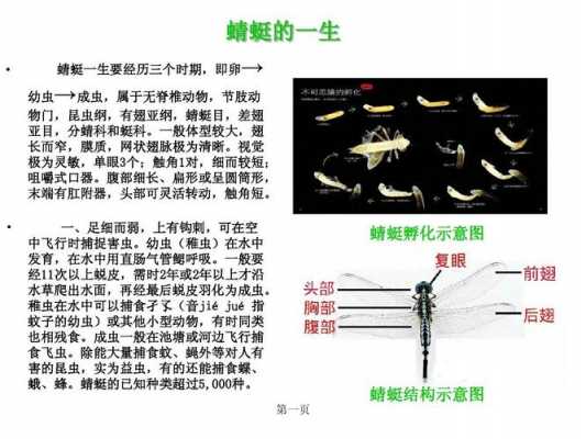 蜻蜓成长的过程（蜻蜓成长的过程怎么写）-图1