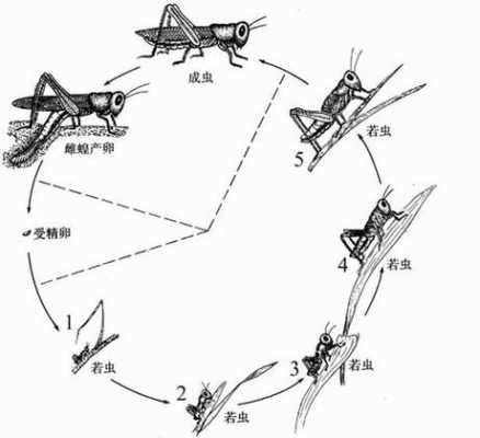 变态发育过程称为（变态发育的性质）-图2