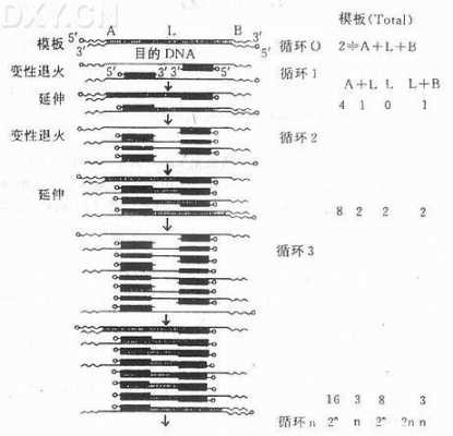 pcr复制的过程（pcr技术复制的方向）-图2