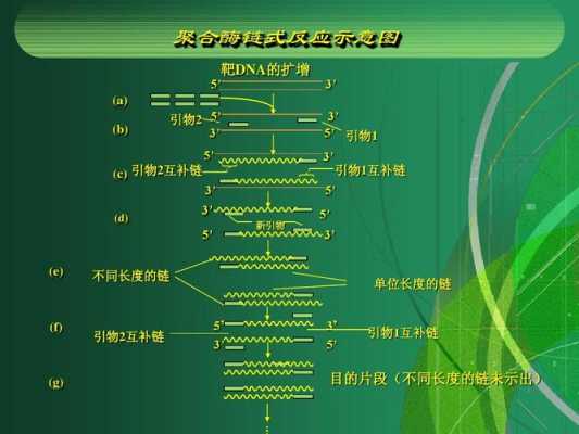 pcr复制的过程（pcr技术复制的方向）-图1