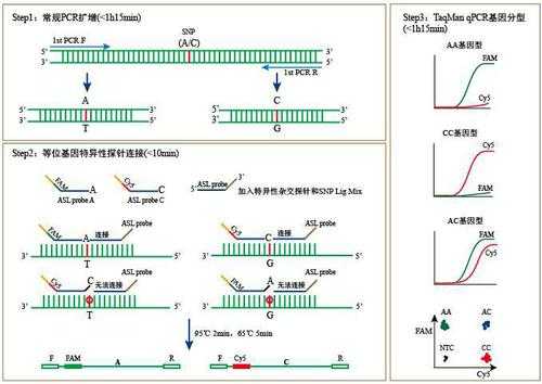 pcr复制的过程（pcr技术复制的方向）-图3