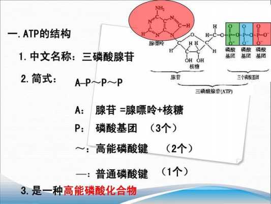 简述atp合成过程（atp的详细合成过程）-图3