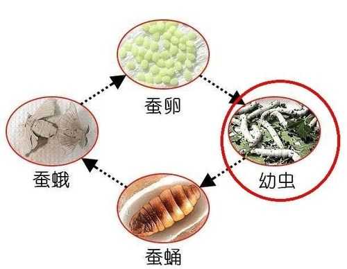 蚕蛹变蛾的过程（蚕蛹变蛾的过程作文）-图3