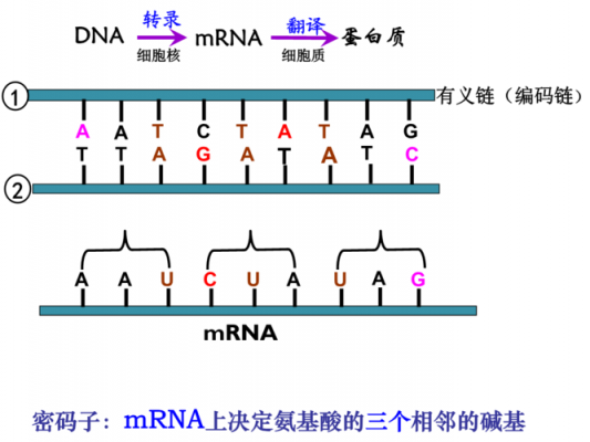 破译遗传密码的过程（破译遗传密码的科学家是）-图2