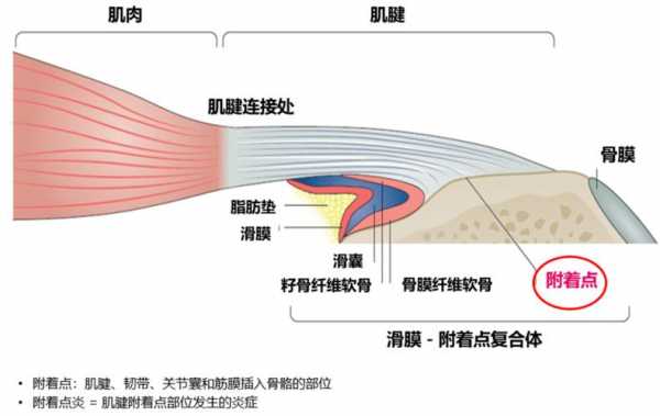 附着过程说法正确（什么是附着作用）-图2