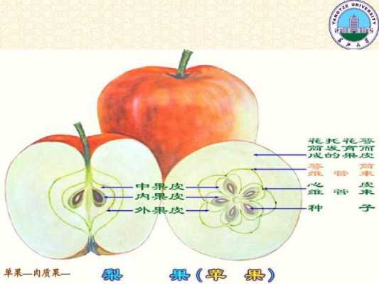 果实行成过程（果实的形成与什么有关系）-图2