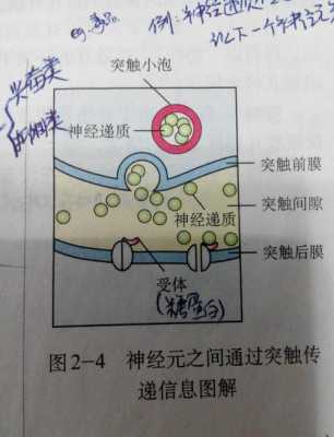 手淫兴奋传递过程（兴奋是什么传导）-图2