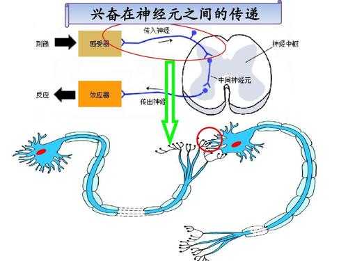 手淫兴奋传递过程（兴奋是什么传导）-图3