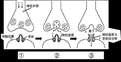 手淫兴奋传递过程（兴奋是什么传导）-图1