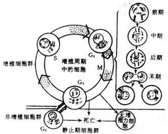 细胞增殖的过程图（细胞增殖结构图）-图1