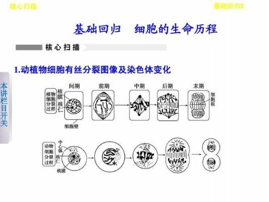 细胞增殖的过程图（细胞增殖结构图）-图2