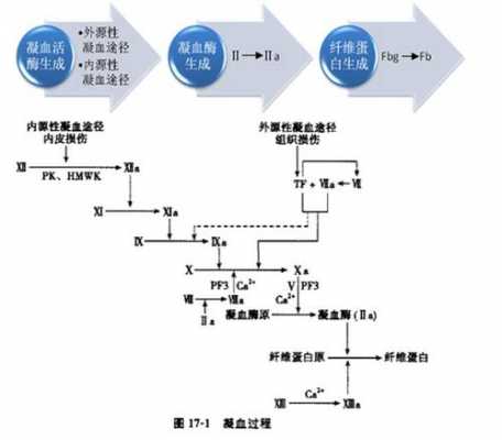 凝血过程和纤溶过程（凝血系统和纤溶系统图解）-图3