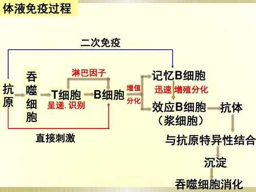 免疫过程（二次免疫过程）-图2