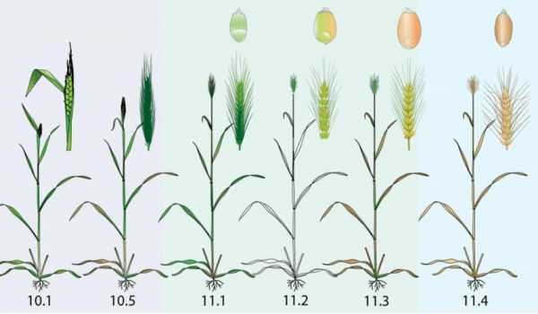 小麦生理过程（小麦生长环节）-图2