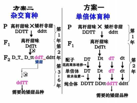 选择育种的过程（选择育种过程中选择的原则为 ）-图3